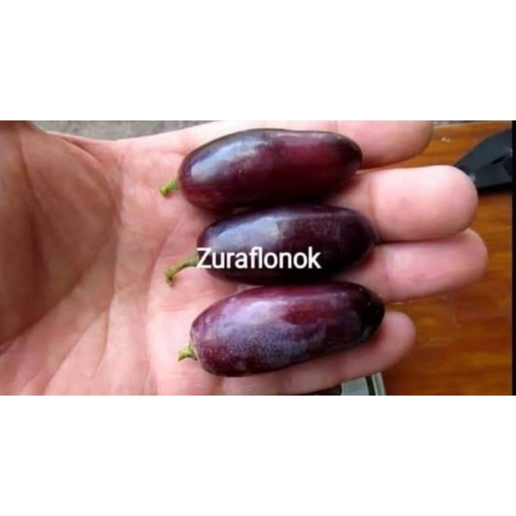 bibit anggur ZURAFLONOK RS SO4 60CM