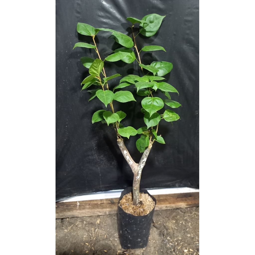 Bougenville hawai kuning mix merah grafting 4 titik