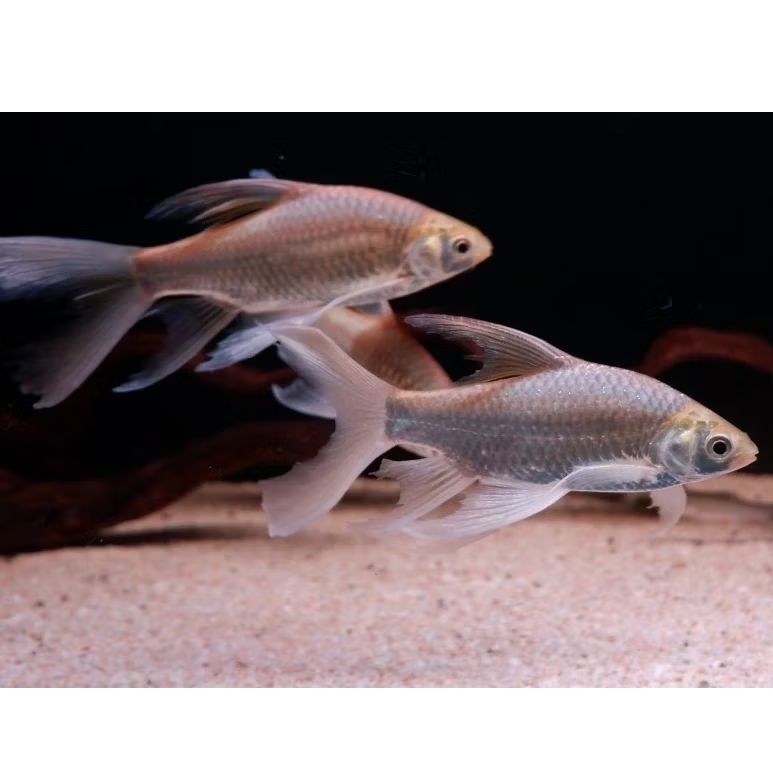 Kaviat Slayer 13cm Ikan Pembersih Kotoran Aquarium