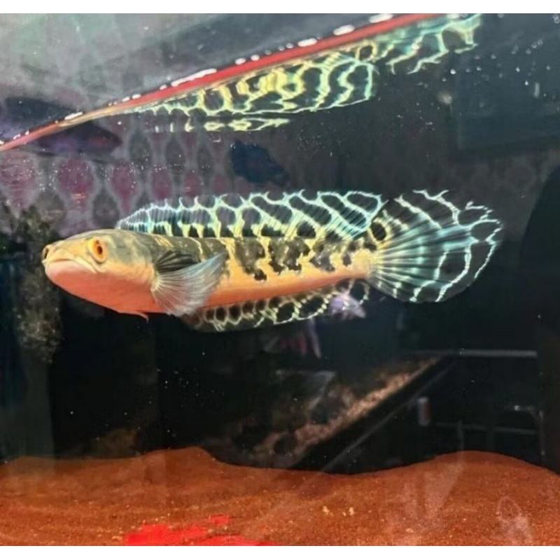 PAKET CHANNA MARU YS ISI 5 GRADE A