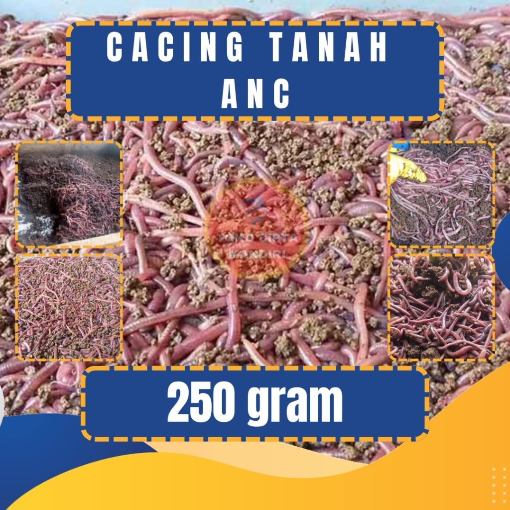cacing tanah anc 250 gram cacing pakan ikan cacing tanah cacing tanah eceran cacing tanah