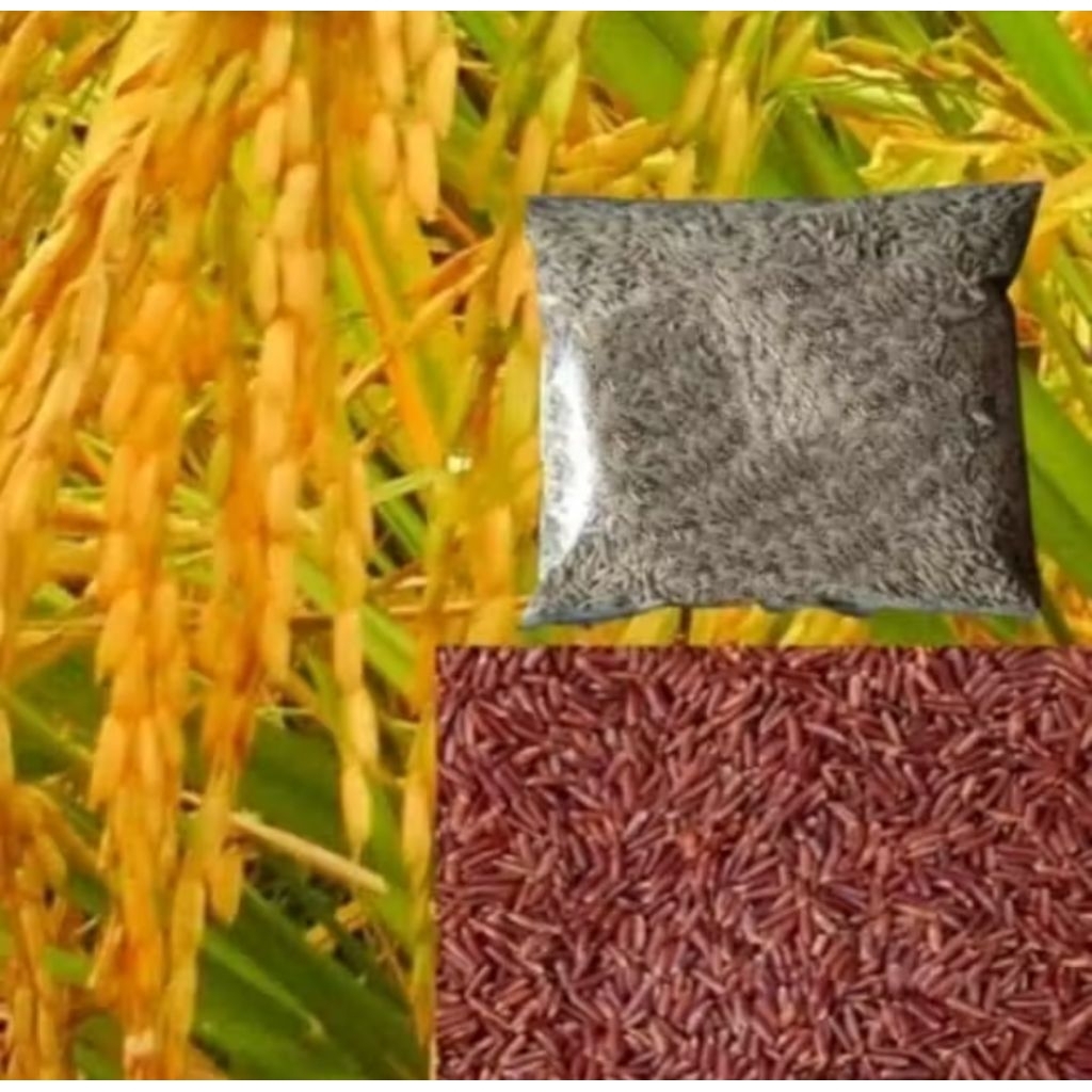 benih padi cupat manggu beras merah unggul 1kg