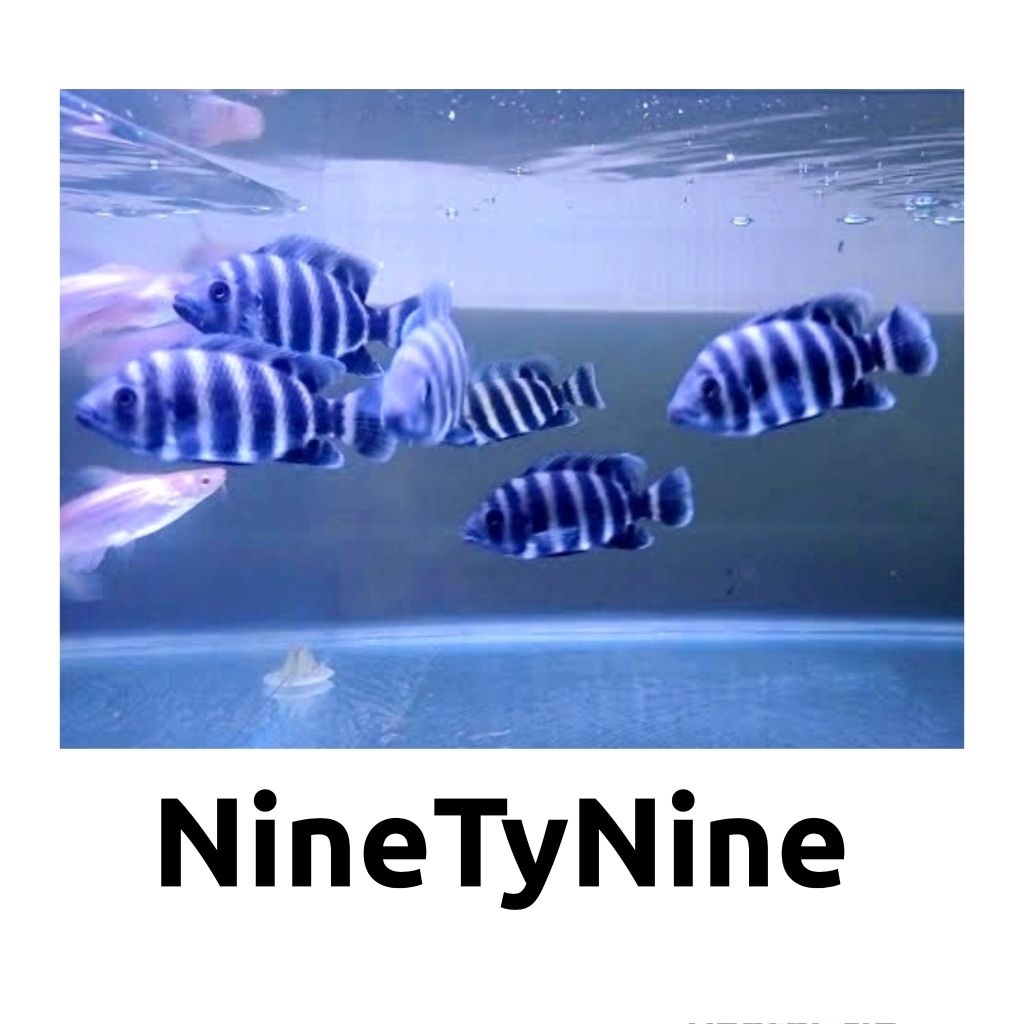 hiasan aquarium Ikan Hias Ninety Nine (99)aquascape