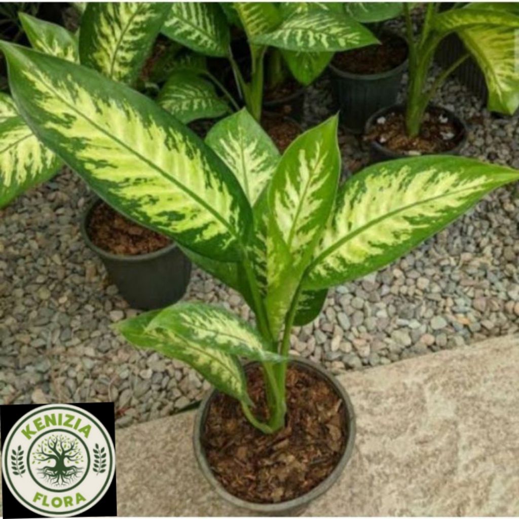 TANAMAN HIAS SRI REJEKI BLANCENG ZEBRA // POHON BLANCENG ZEBRA