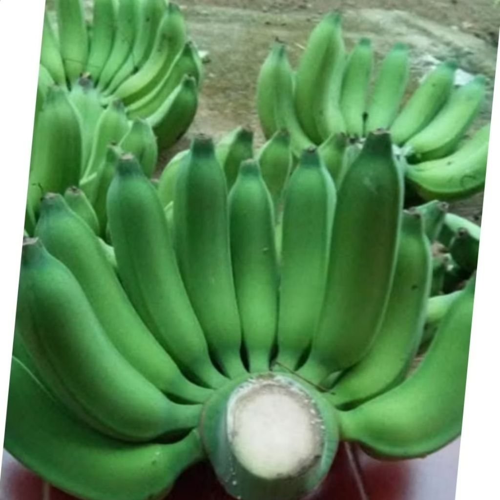 pisang raja/posang raja bulu/pisang raja mentah/pisang raja matang/pisang raja sedang/pisang raja 1k