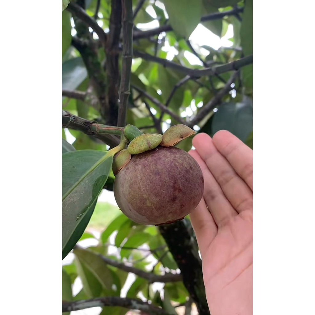Bibit Buah Manggis atau Tanaman Buah Manggis