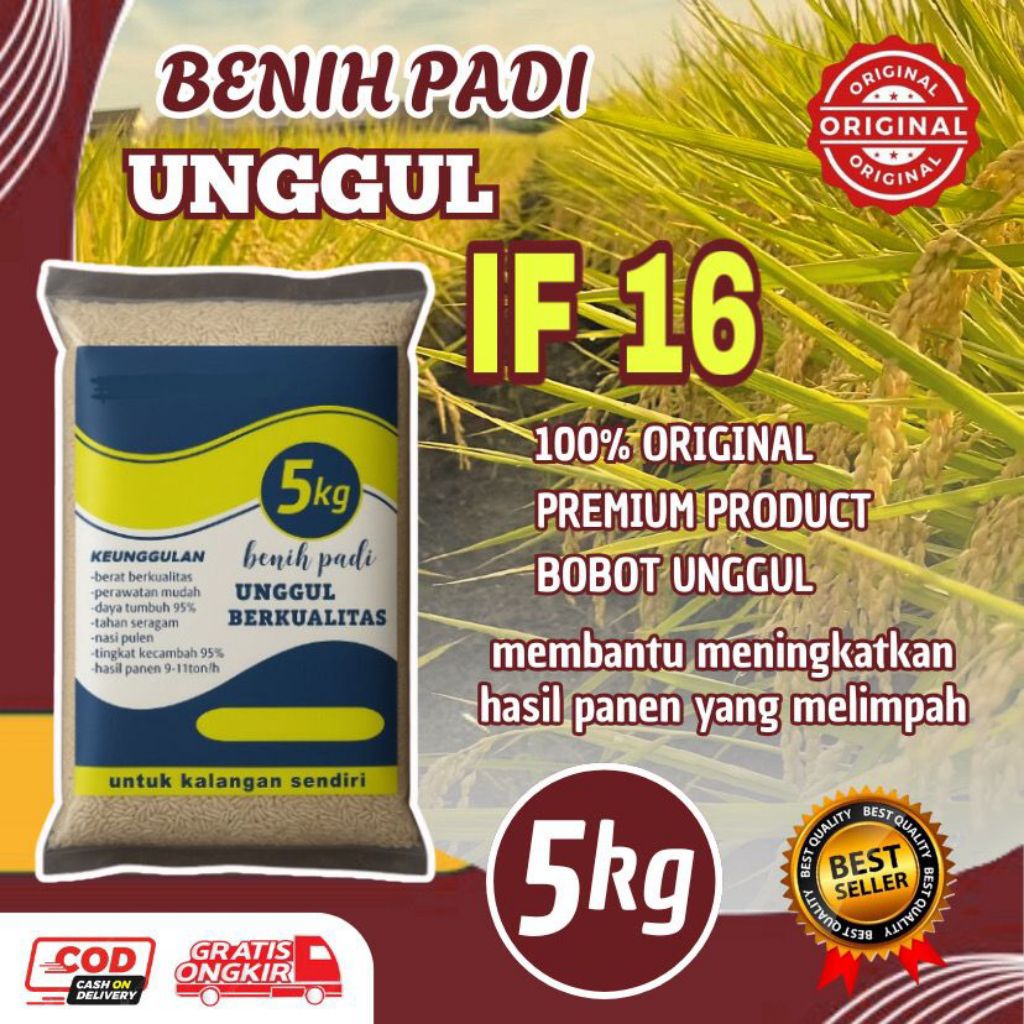 BENIH PADI UNGGUL IF 16 KEMASAN 5KG BERKUALITAS ORIGINAL 100%