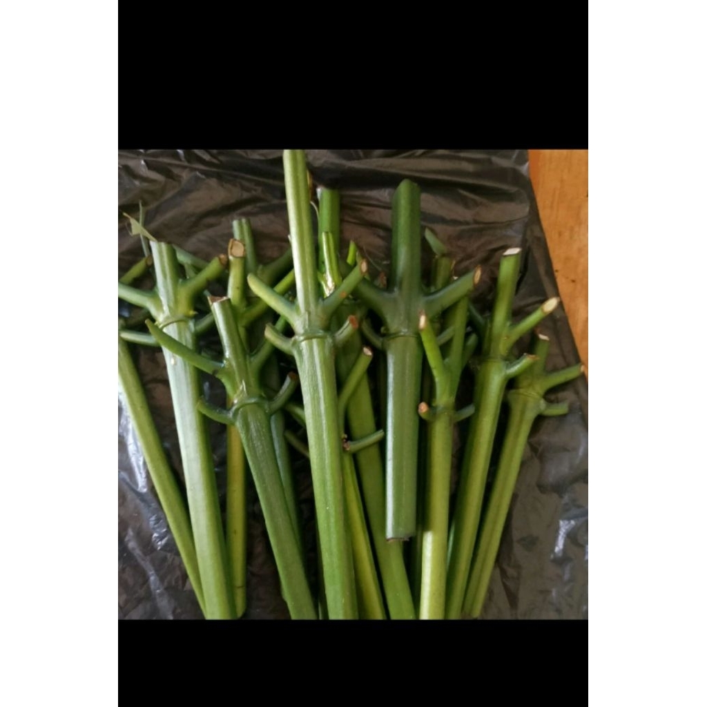 25 stek entres kopi arsyad klon bagio raja entres kopi