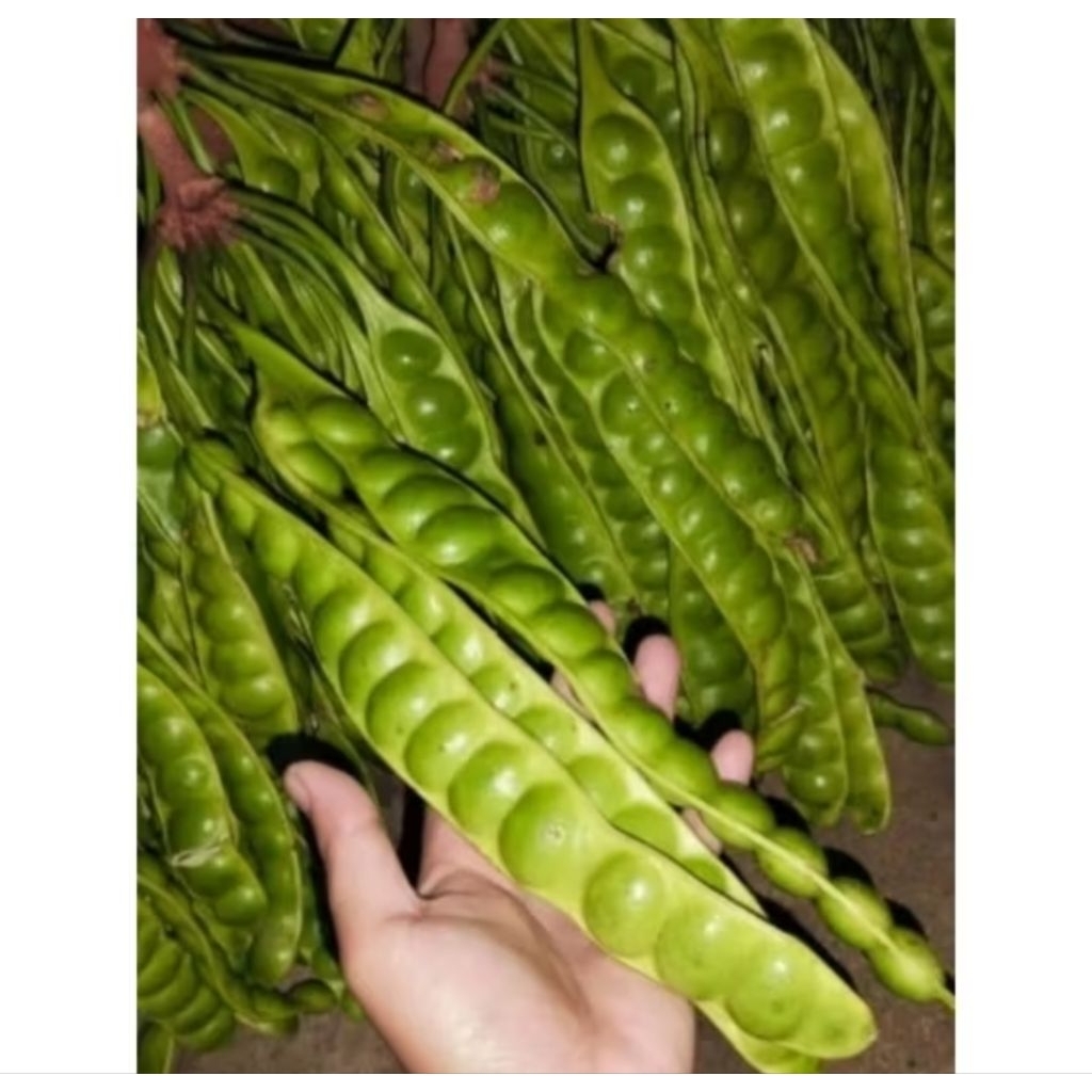 Pete/petai tua 1 papan