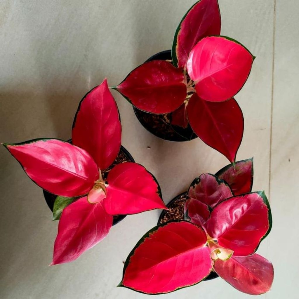 aglonema suksom jaipong termurah