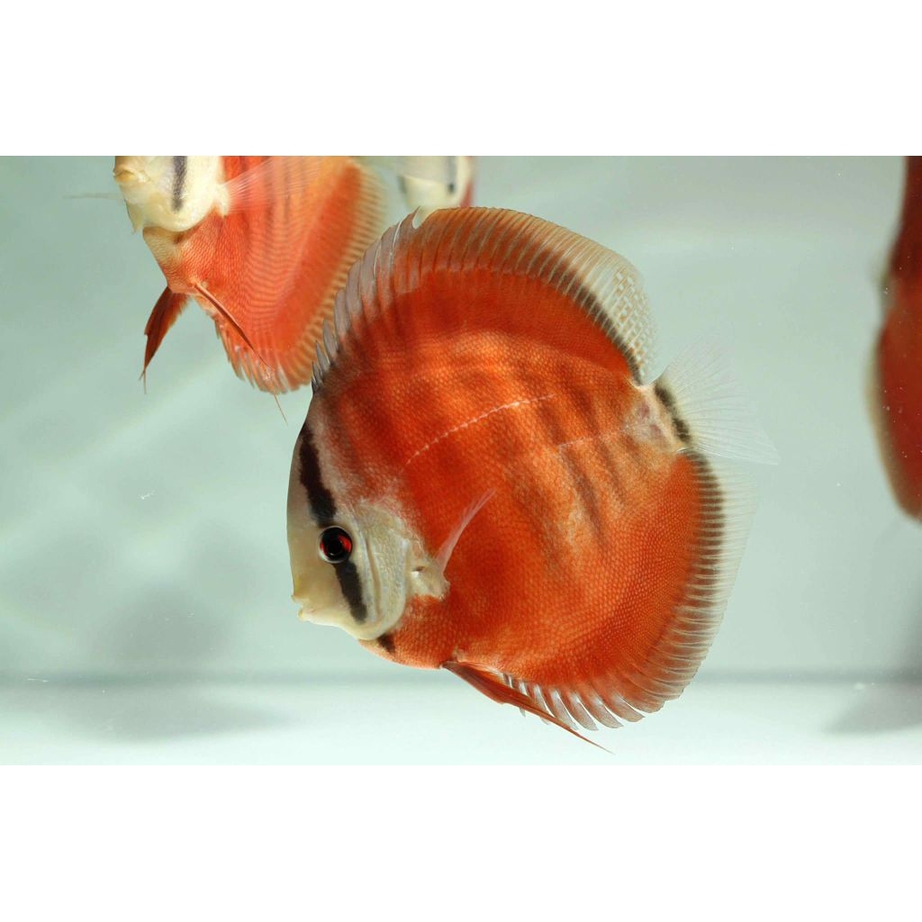 Discus sun merah Hiasan aquarium air tawar
