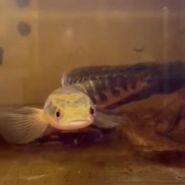 channa yellow sentarum orange size 17cm galak ++ cabung + bar cakep