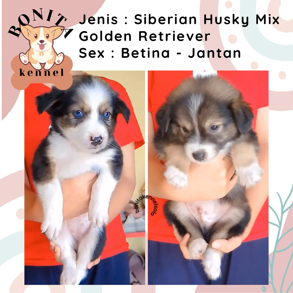 Siberian Husky Mix Golden Retriever Anjing Goldsky Golden Husky Jantan Betina