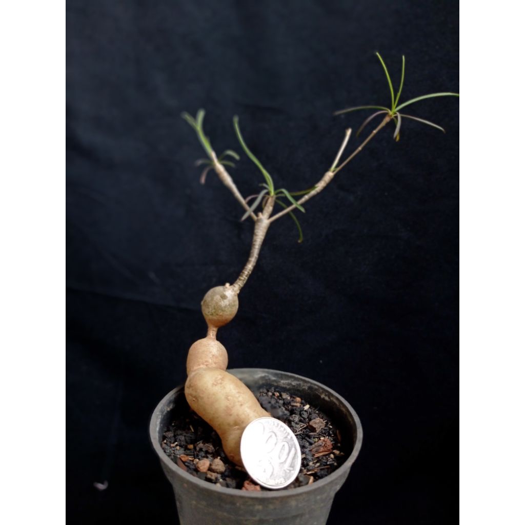 euphorbia hedyotoides