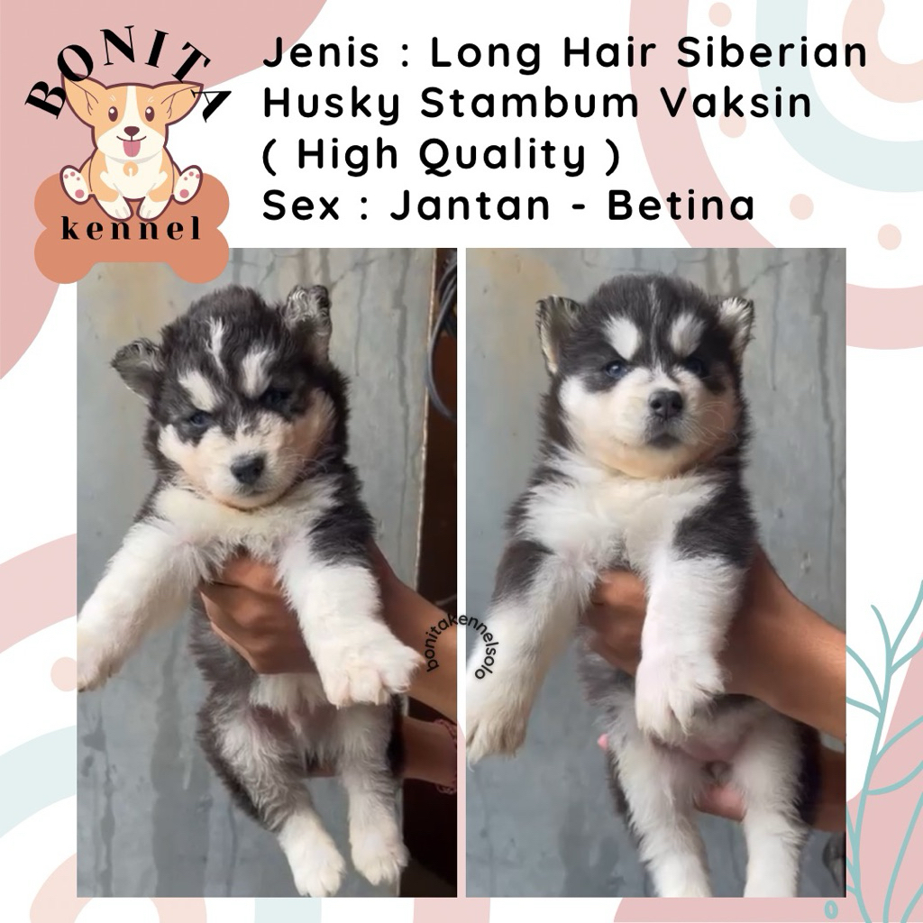 Siberian Husky Long Hair Stambum Anak Anjing Husky Grey Red Cooper