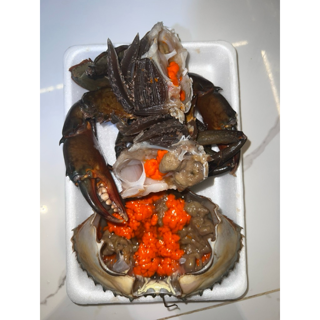 Kepiting Betina Telur Papua SUPER Hidup 2-3 ekor | 1kg