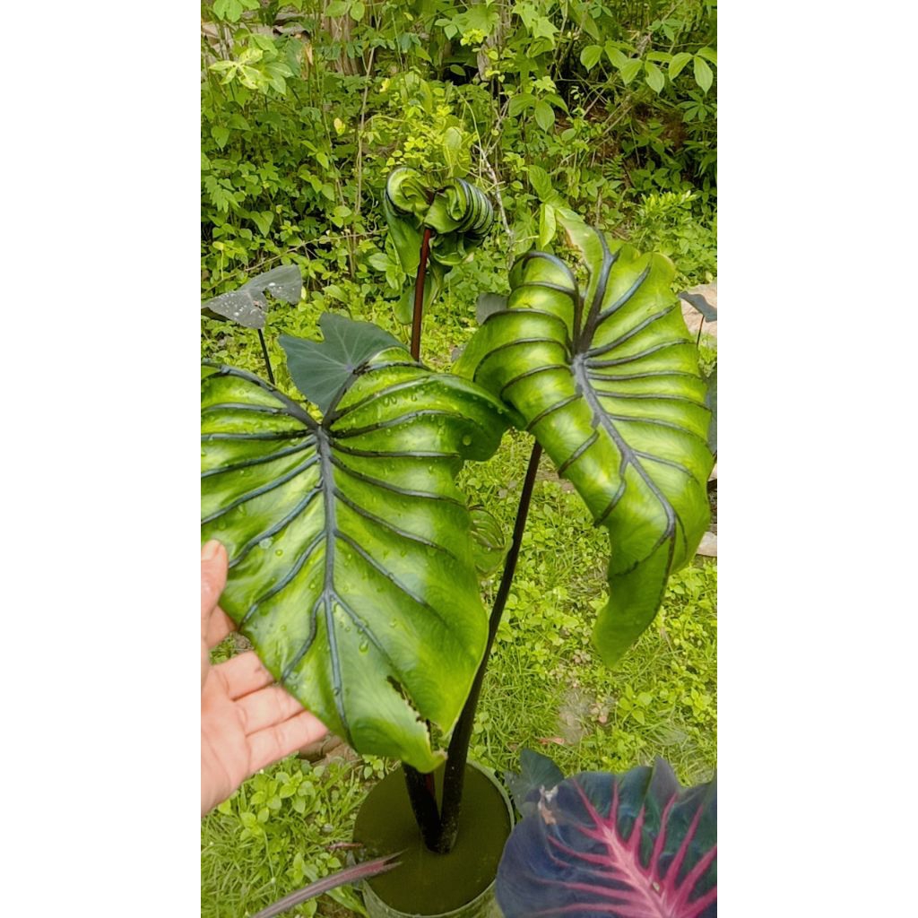 colocasia