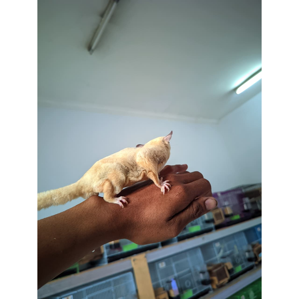 Sugar Glider Joey Sepasang Mainan anak anak