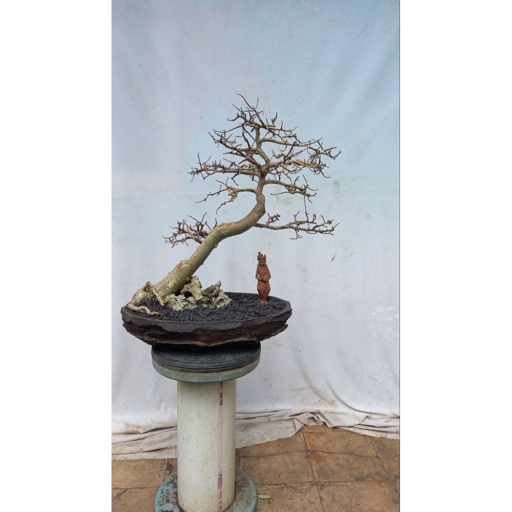 bonsai pohon serut/kiserut