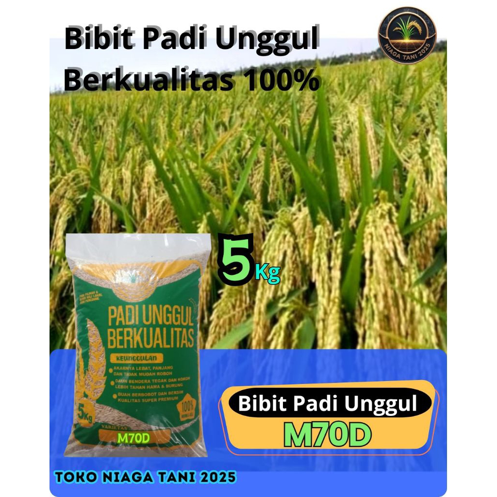 bibit padi unggul M 70 D