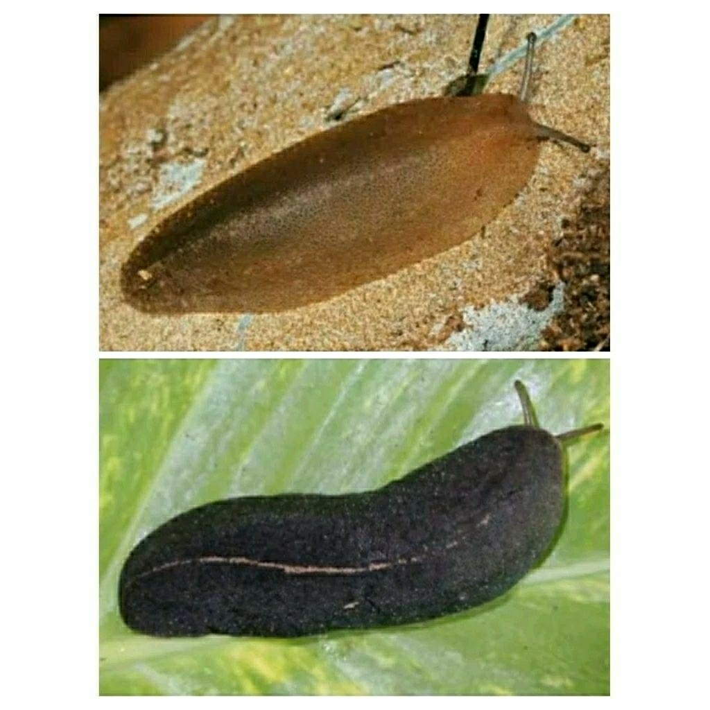 SIPUT TANPA CANGKANG / UMPAN MANCING / MGG STORE