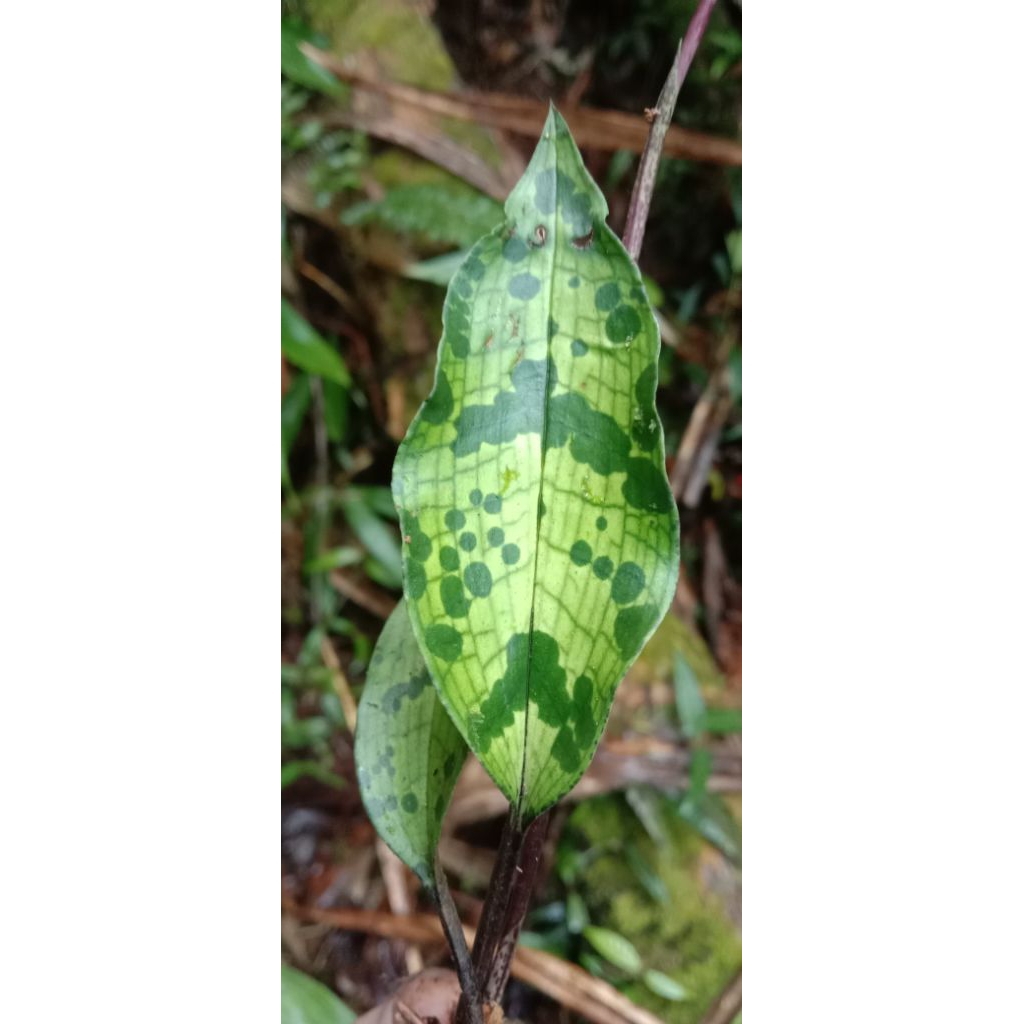 Collabium sp Sulawesi