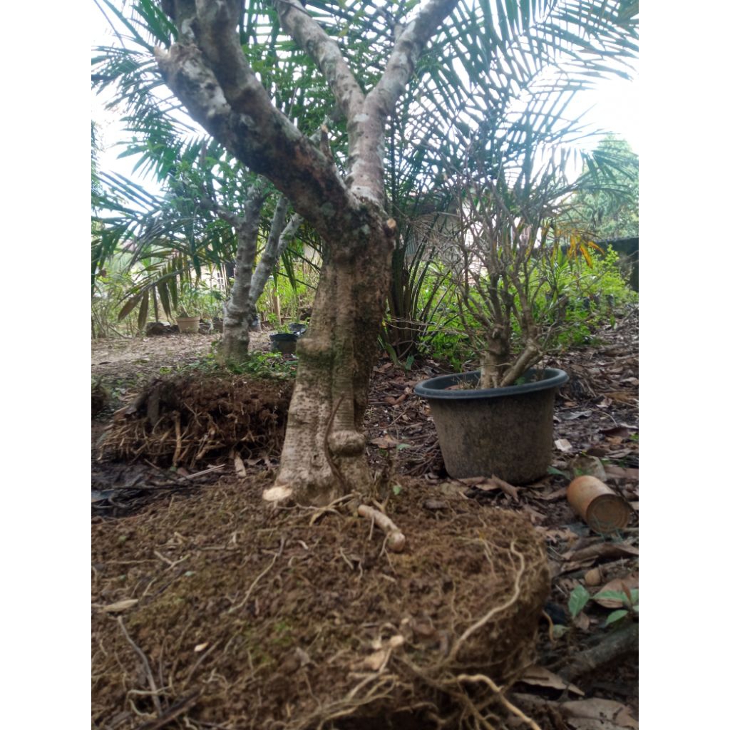 bonsai anting putri batang besar akar besar  bonsai upgrade.X