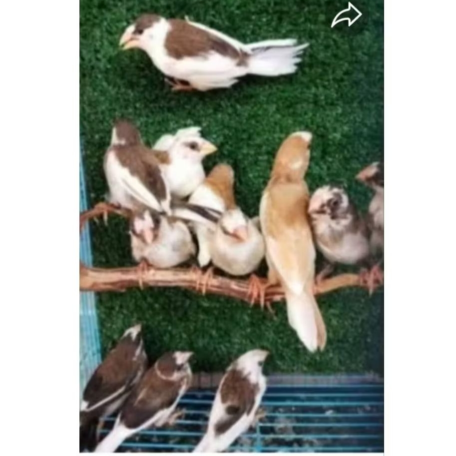 BURUNG EMJE/EMPRIT JEPANG SEPASANG SIAP TERNAK