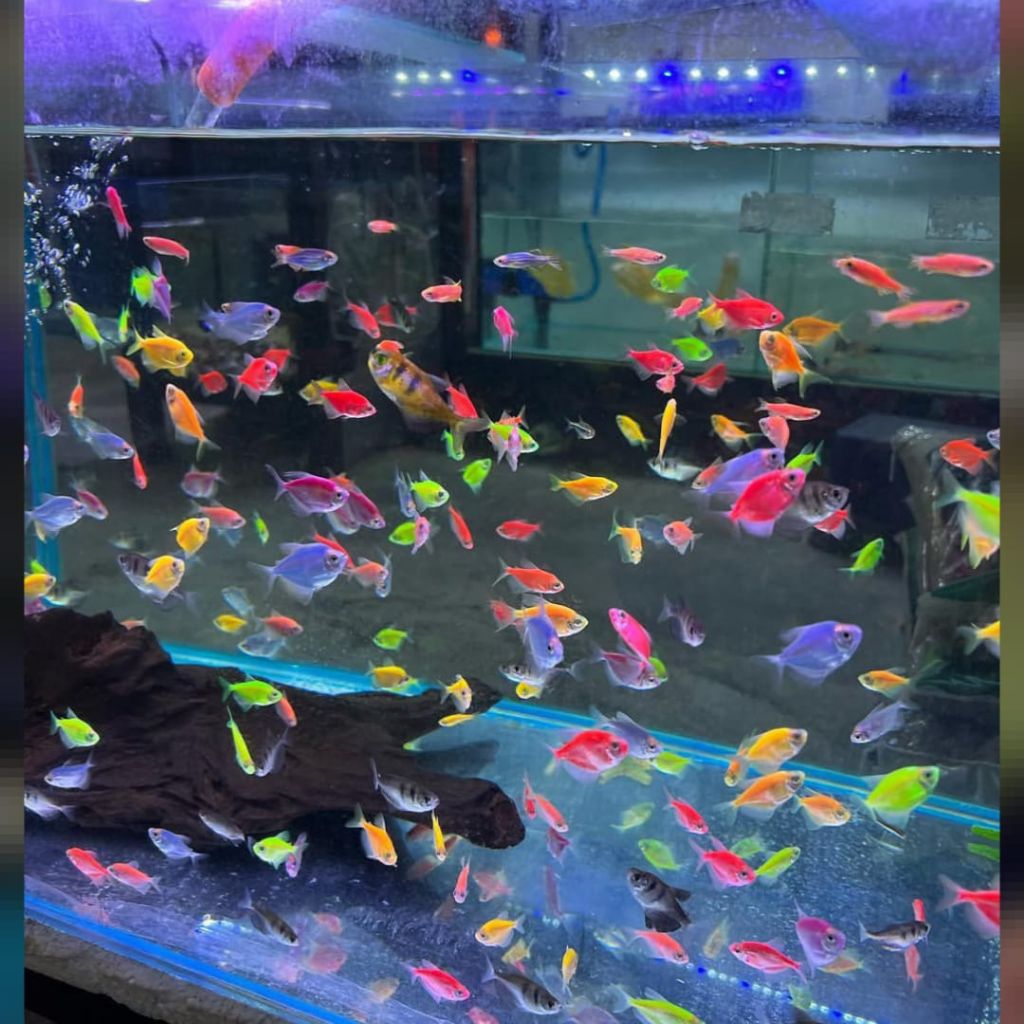 Ikan Warna warni bebas pilih warna