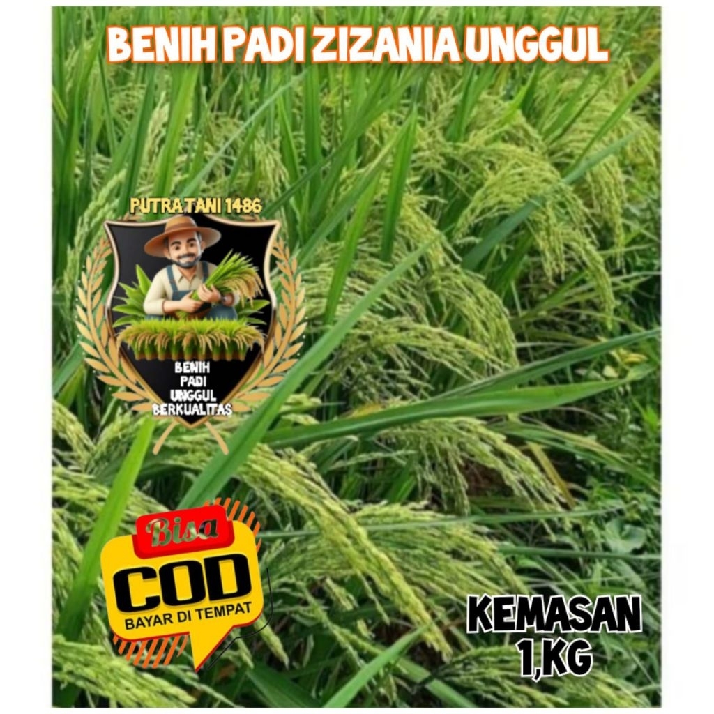 BIBIT BENIH PADI ZIZANIA KEMASAN 1 KILO