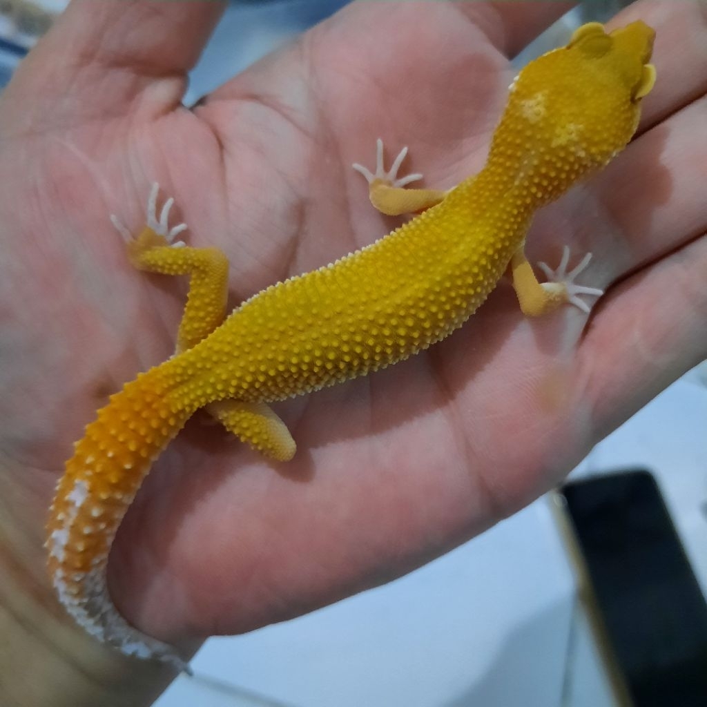 Mainan Anak Asli gecko leopard Sunglow Tremper +