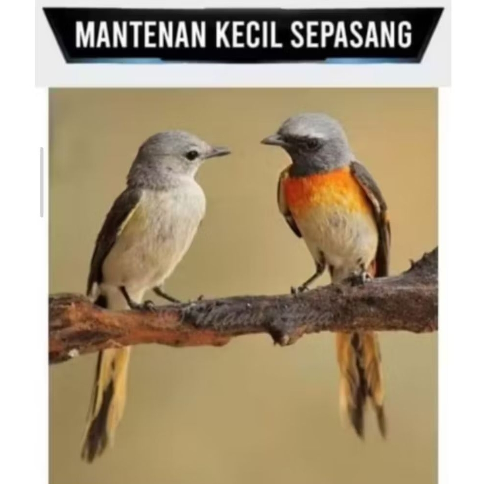 BURUNG MANTENAN MINI/KECIL SEPASANG
