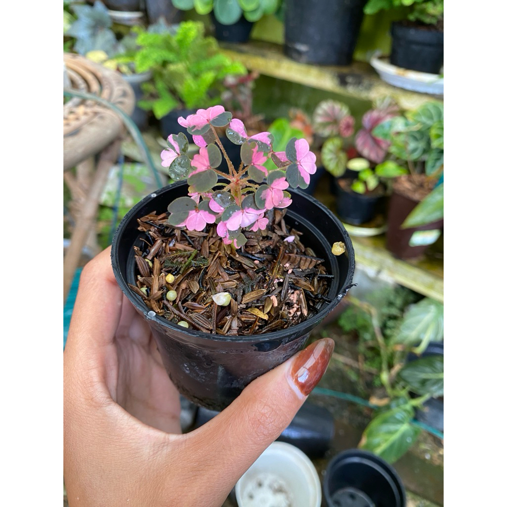 oxalis vulcanicola plum crazy PESANAN KAKAK