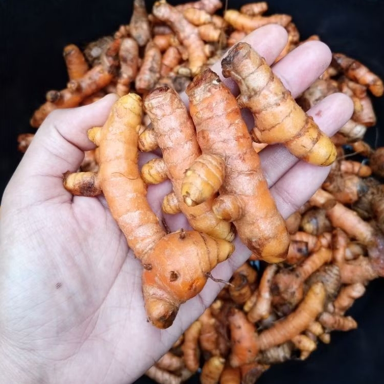 Kunyit Segar Berkualitas | Kunyit Super | Kunyit Segar 1 Kg