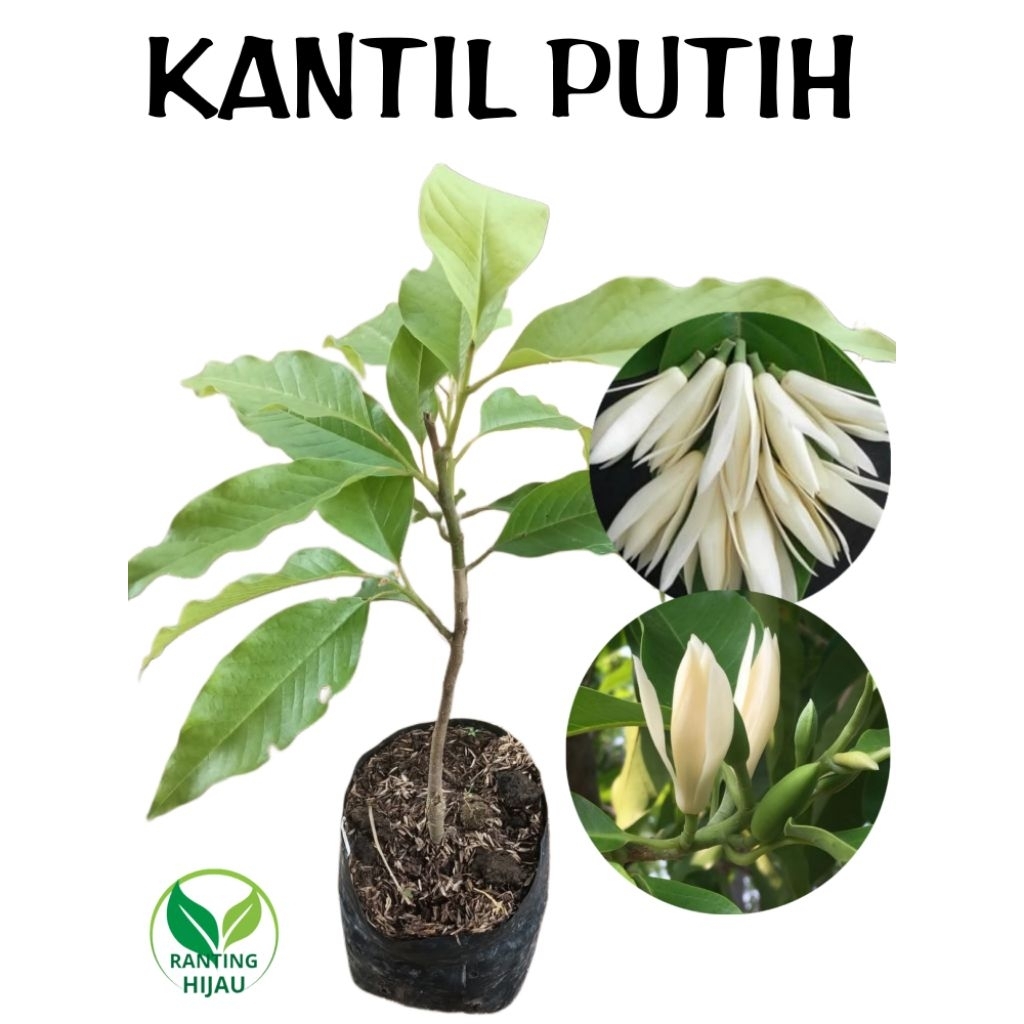 BUNGA KANTIL PUTIH