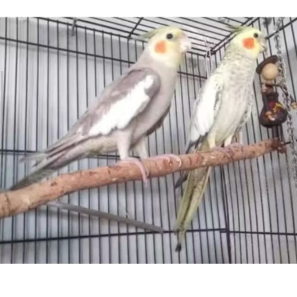 FALK WARNA CERAH SEPASANG