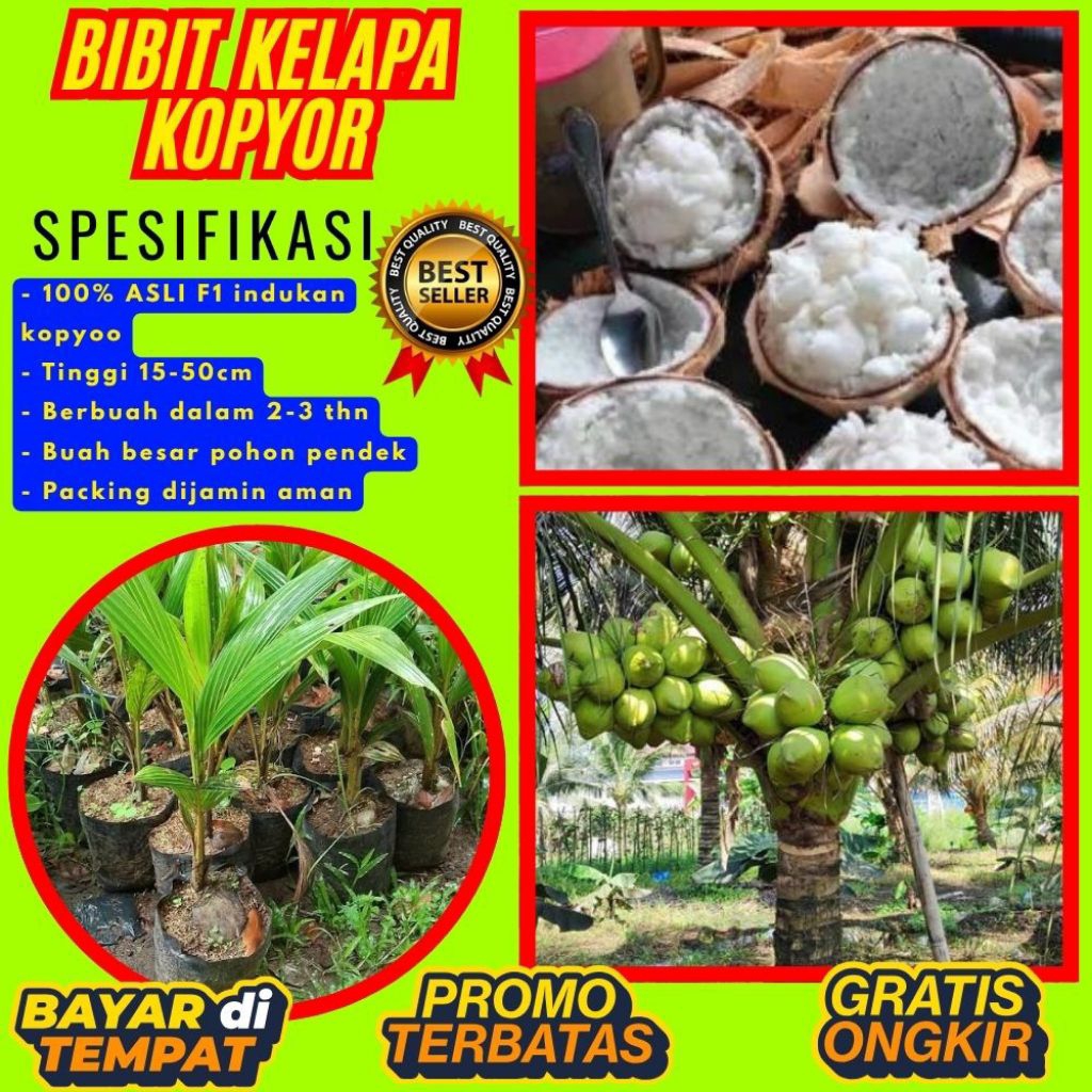 POHON PENDEK  Bibit Kelapa Kopyor Harga, Bibit Kelapa Kopyor Jelly, Bibit Kelapa Kopyor Jelly Thaila