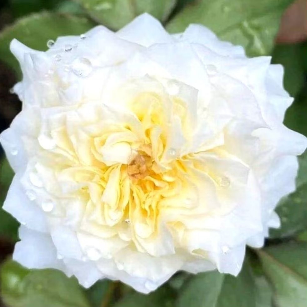 Tanaman Hias Bunga Mawar Putih Tanaman Bunga Mawar Putih