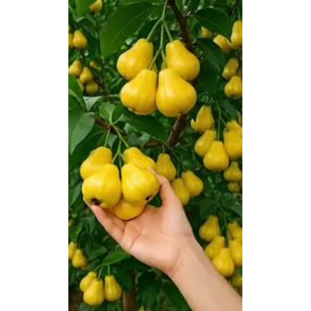 Bibit Jambu Air Madu Kuning Hasil Okulasi