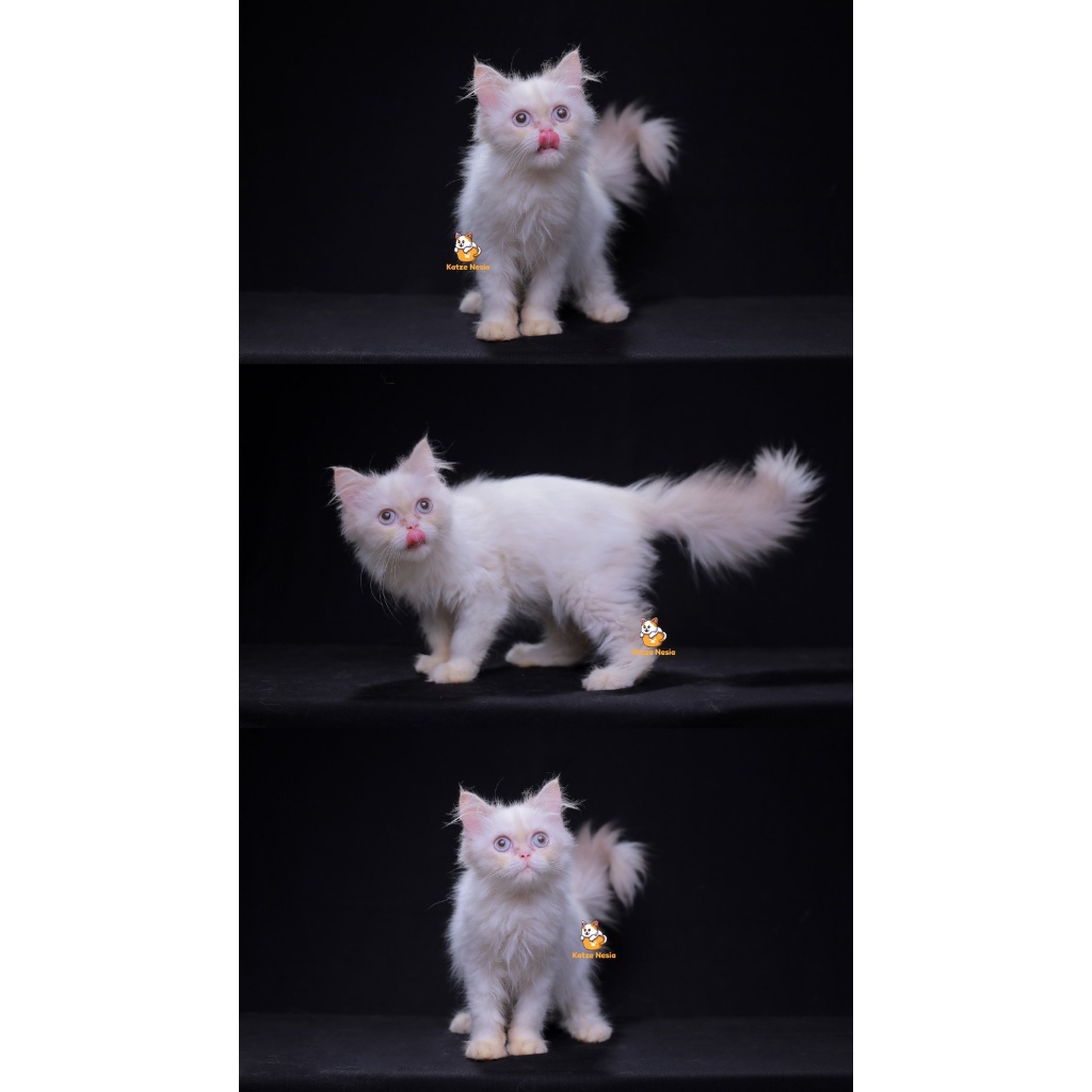 Qimoy – Kucing Persia Himalaya Betina 6,5 Bulan