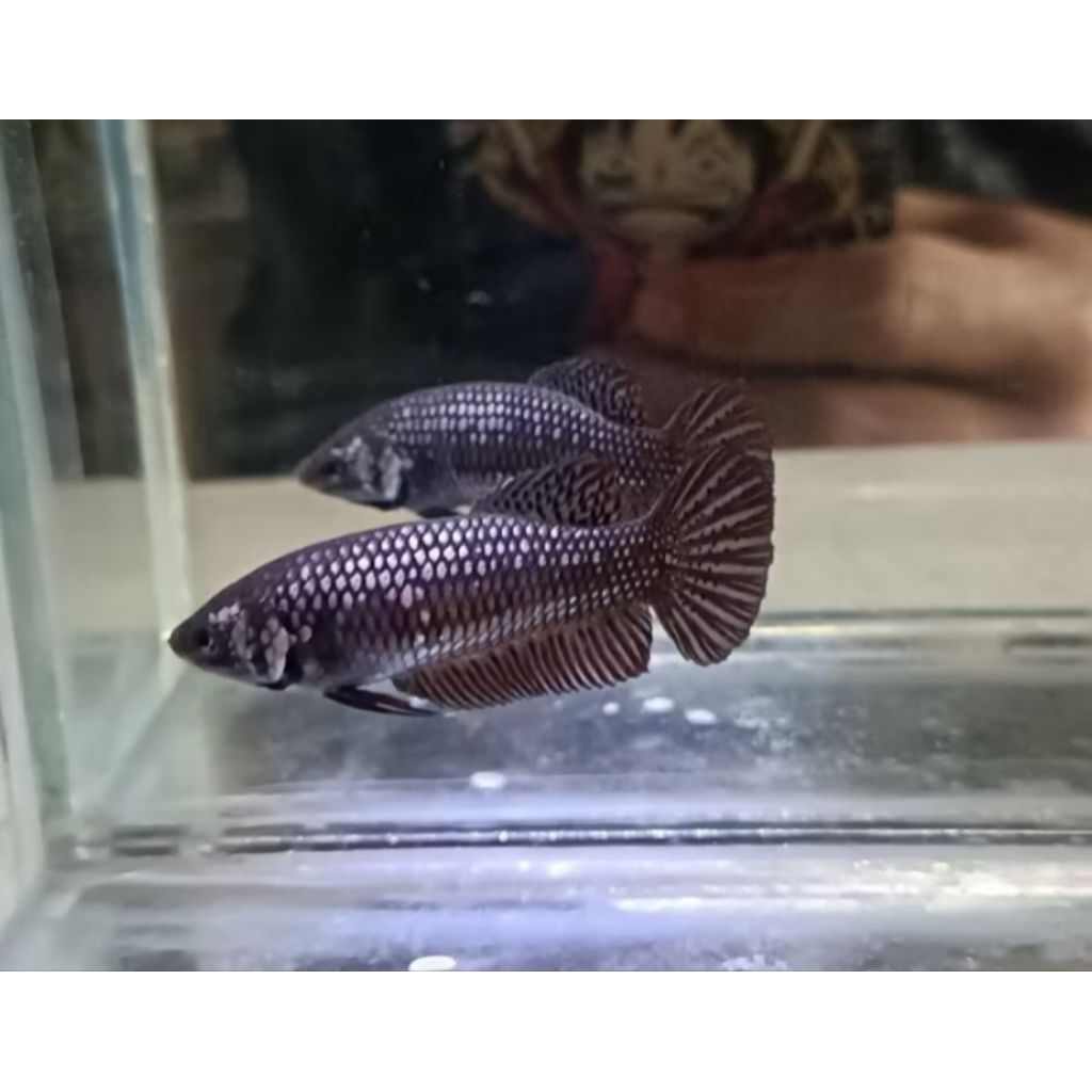 wild Betta aliyen Cooper indukan female