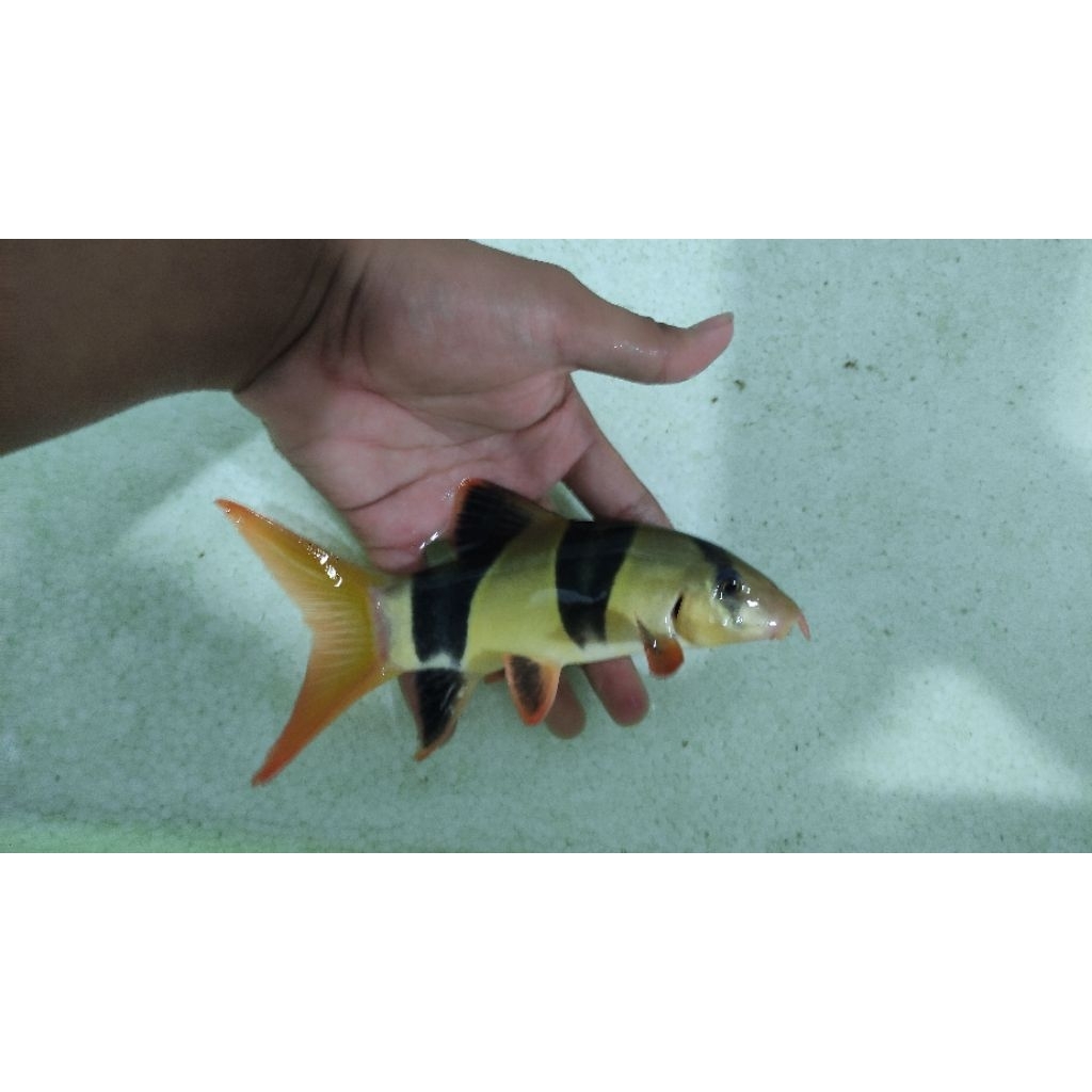 Hiasan Aquarium Ikan Botia badut