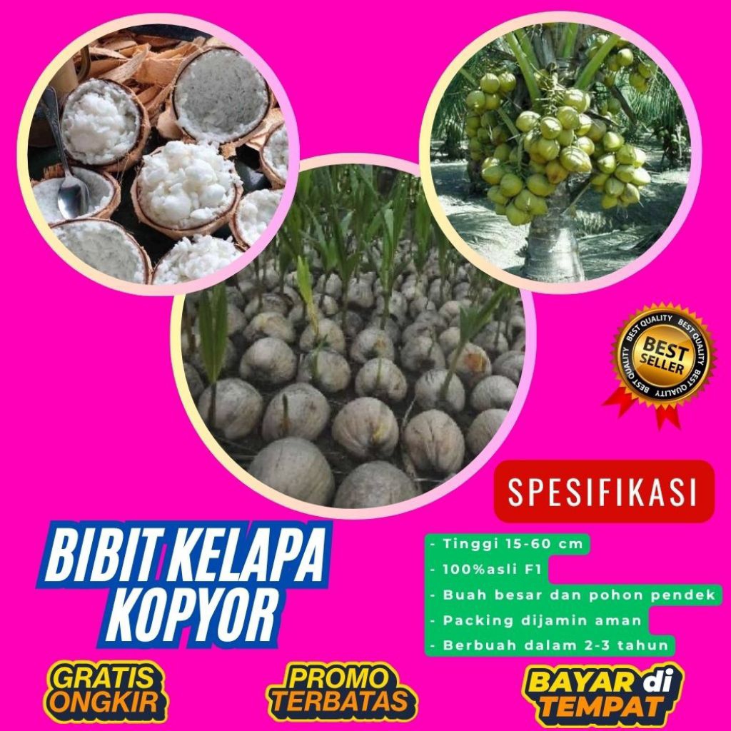 TERPERCAYA !! Bibit Kelapa Kopyor Trubus