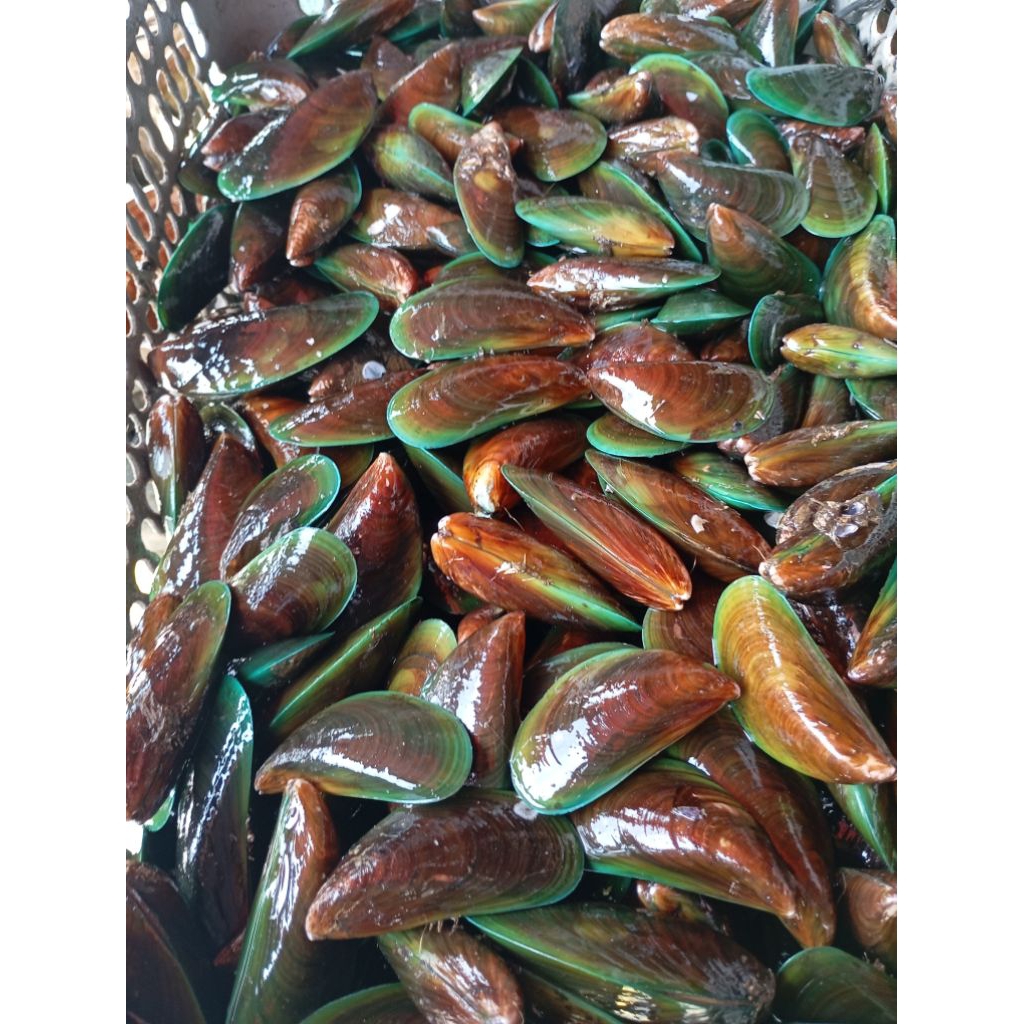 Kerang Hijau Hidup segar harian