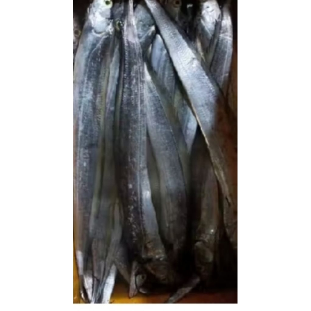 Ikan Layur Segar -1 Kg Ukuran Sedang -Besar