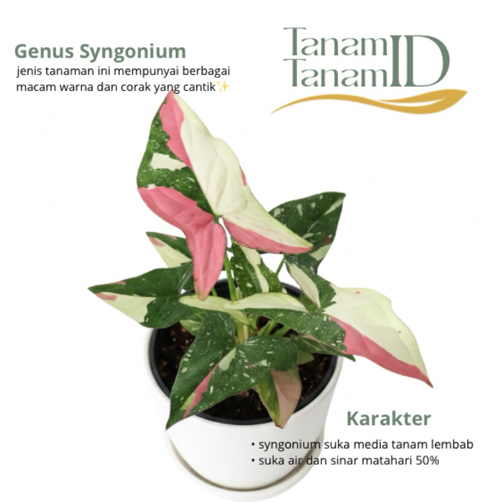 Syngonium redspot tricolor - Syngonium 3 colour
