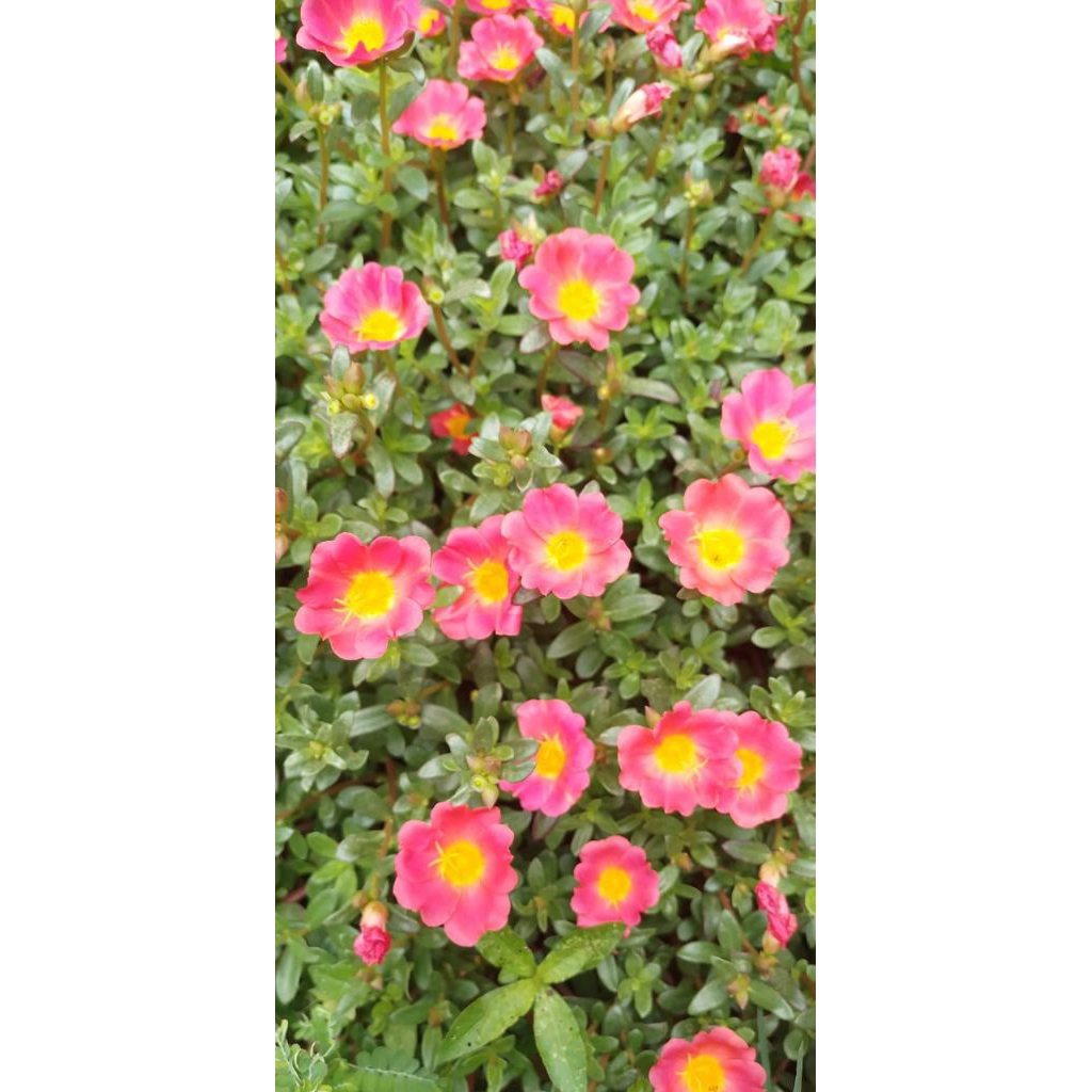 krokot gelang warna merah