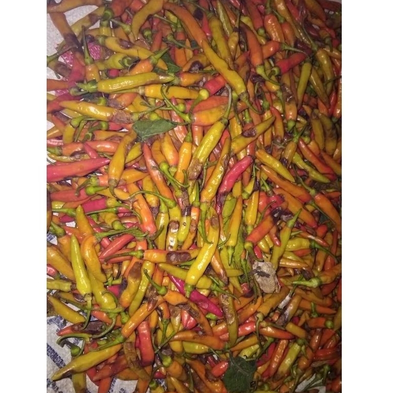 Cabe Rawit Petek/BS/Asmoro/Ori