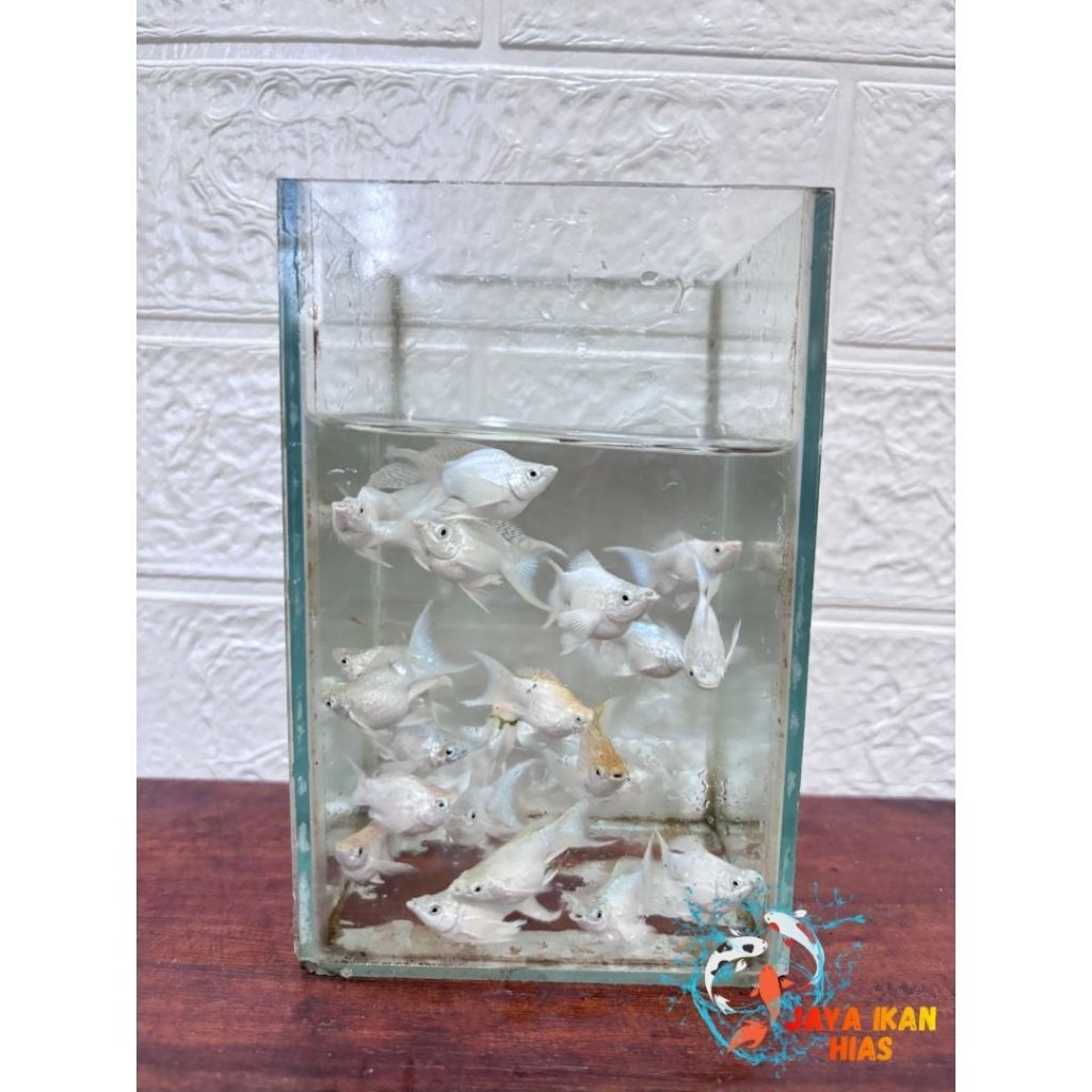 MOLLY CAWANG BALON/IKAN HIAS