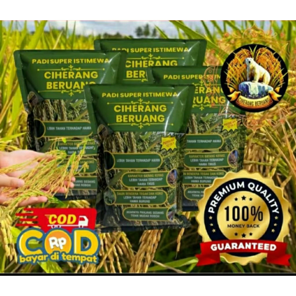 BENIH PADI CIHERANG BERUANG 5KG